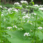 蕎麦の花